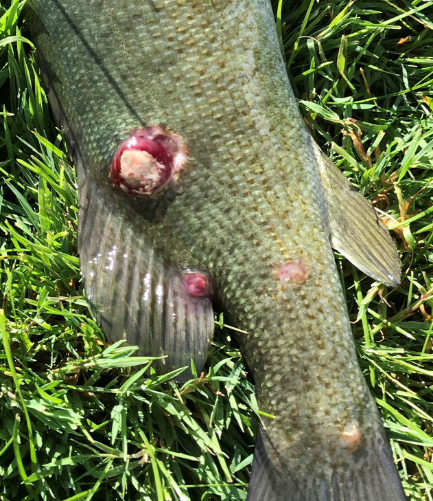 Primary Image of a lesion on a bass fish
