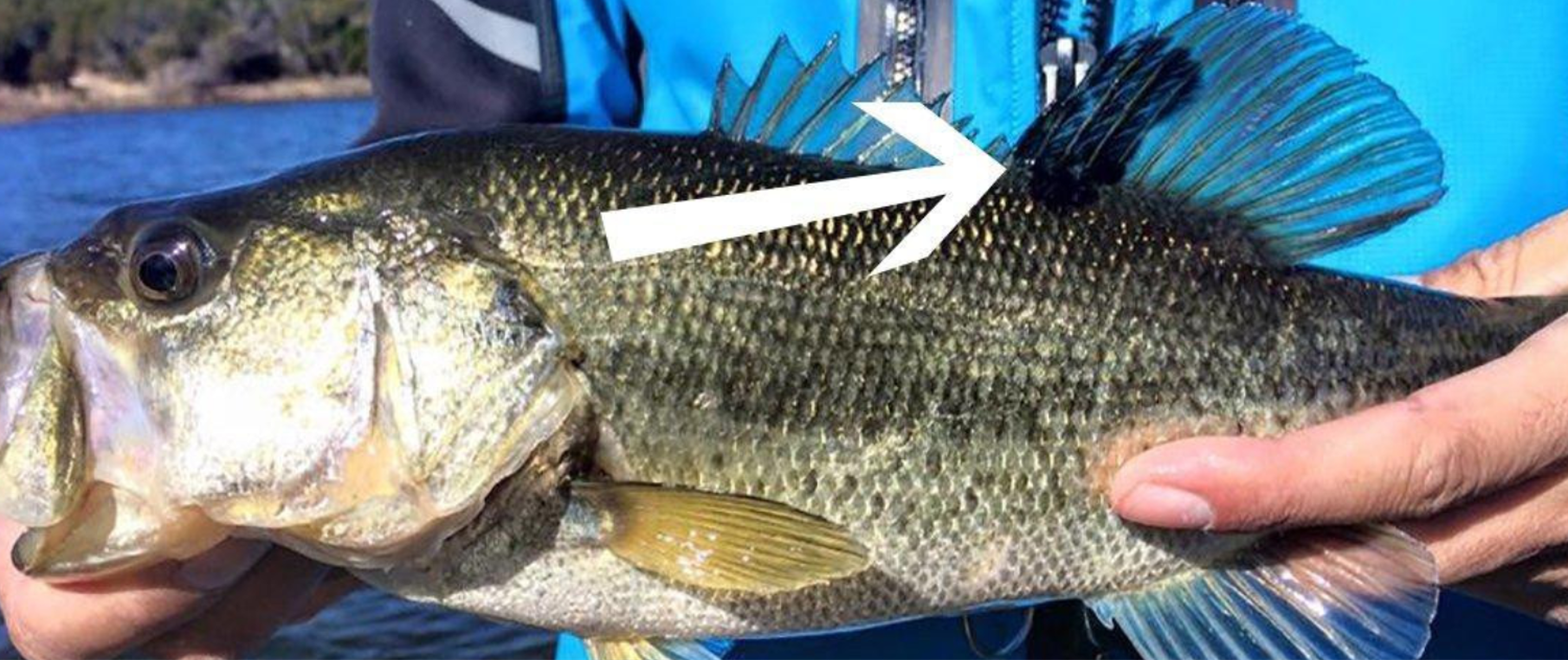 Primary Image of a melanoma on a bass fish