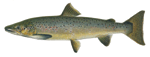 Atlantic Salmon