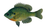 Blue Gill