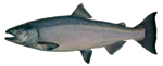 Chinook King Salmon