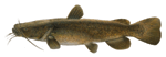 Flathead Catfish