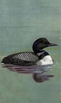 loon