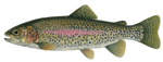 Rainbow Trout