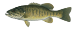 Small Mouth Bass