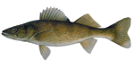 Walleye