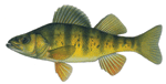 Yellow Perch