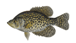 Black Crappie