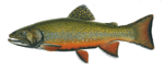 Brook Trout