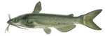 Channel Catfish