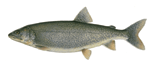 Lake Trout