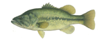 Large Mouth Bass