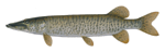 Muskellunge