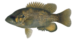 Rock Bass